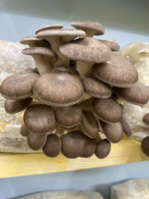 Fructification - Récolte à maturité, qualité optimale garantie