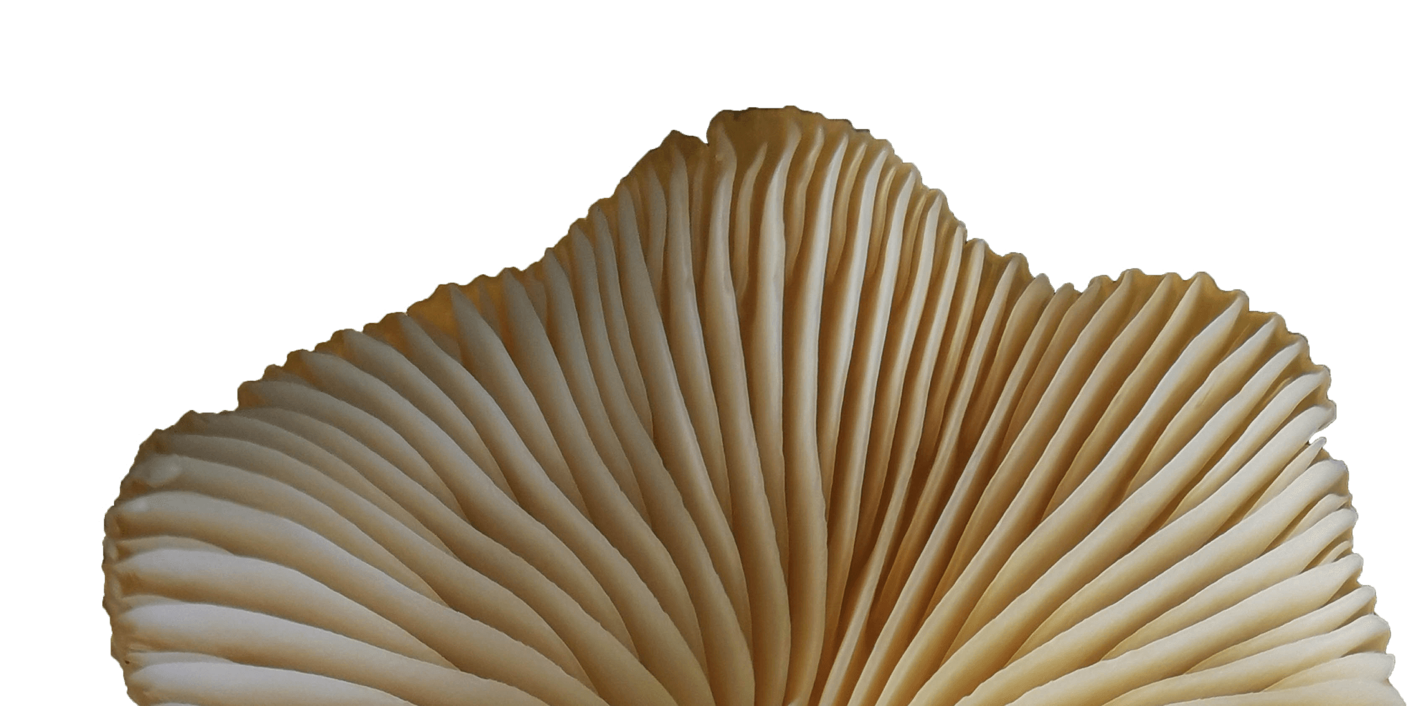 Arrière-plan champignonnière Mycop