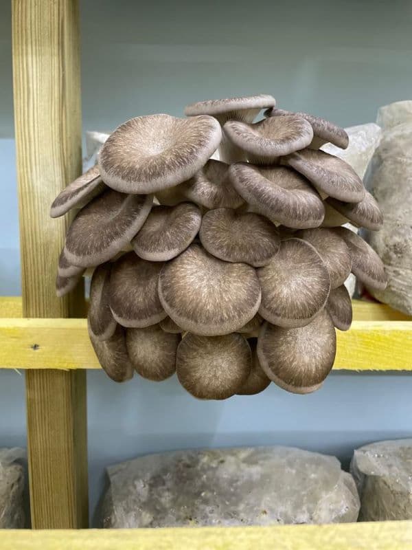 Champignons Black Pearl