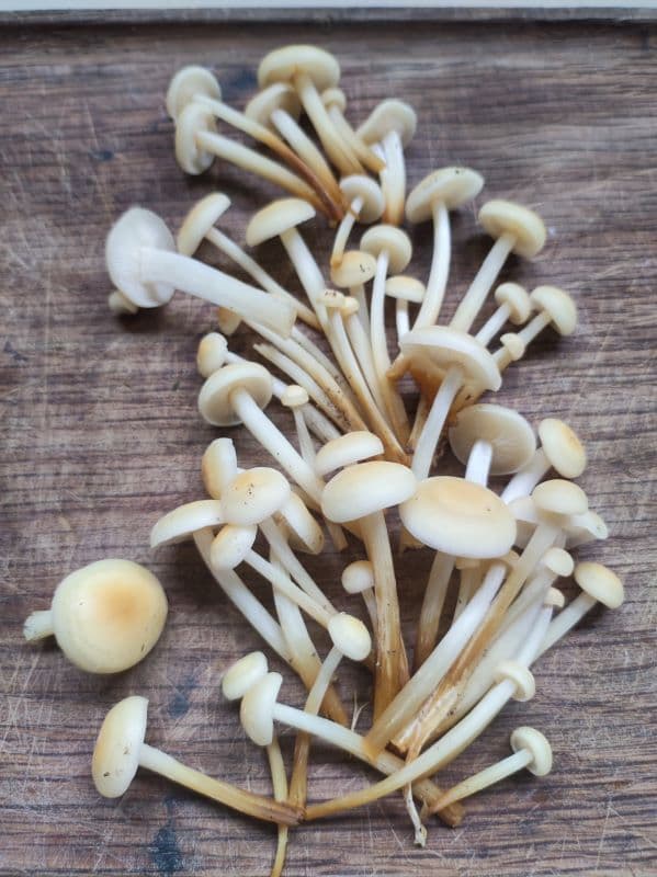 Champignons Enoki dorés