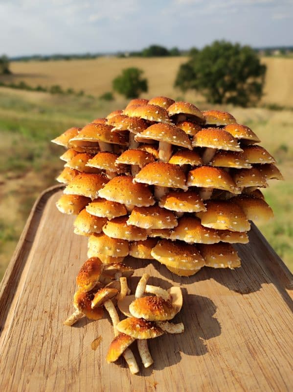 Champignons Chestnuts