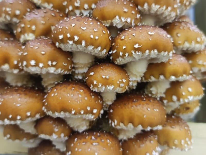 Champignons Chestnuts